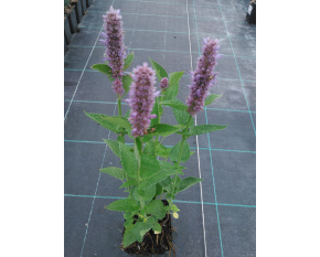 Agastache foeniculum