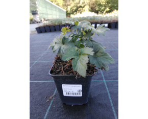 Geranium sanguineum