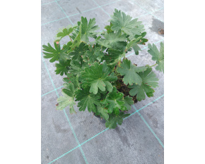 Geranium sanguineum
