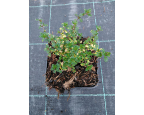 Thymus citriodorus ‘Doone Valley’