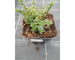 Thymus citriodorus ‘Doone Valley’