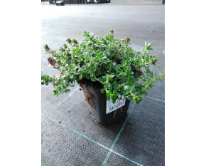 Thymus citriodorus ‘Doone Valley’