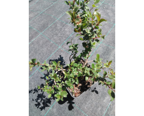 Salix x moorei
