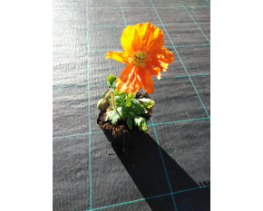 Papaver nudicaule ‘Fever Orange’