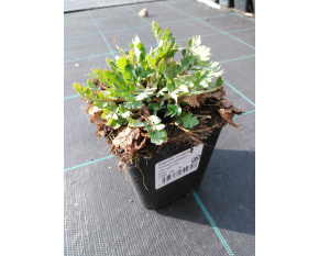 Papaver nudicaule ‘Fever Orange’