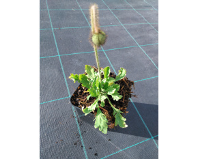 Papaver nudicaule ‘Fever Orange’