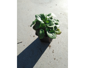 Doronicum orientale ‘Little Leo’