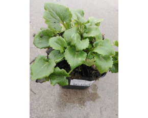 Doronicum orientale ‘Little Leo’