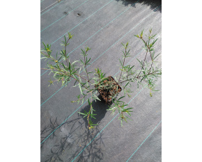 Coreopsis verticillata ‘Moonbeam’