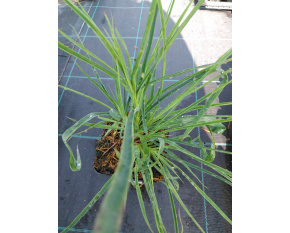 Dianthus carthusianorum