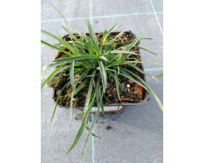 Dianthus carthusianorum