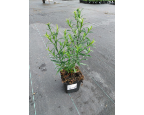 Aster dumosus ‘Apollo’