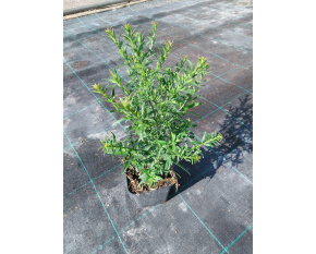 Aster dumosus ‘Apollo’