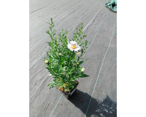 Aster dumosus ‘Apollo’