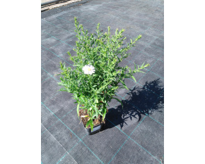Aster dumosus ‘Apollo’