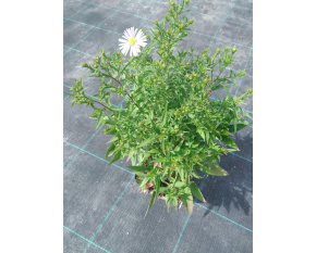 Aster dumosus ‘Apollo’