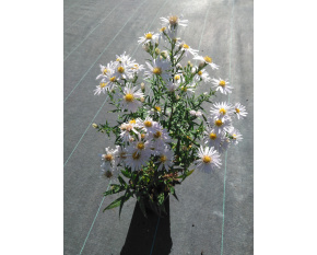 Aster dumosus ‘Apollo’