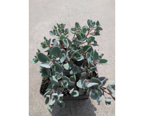 Sedum cauticola ‘Lidakense’