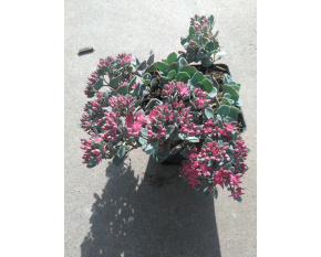 Sedum cauticola ‘Lidakense’