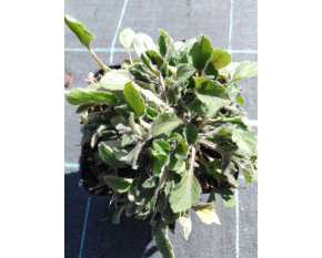 Rudbeckia triloba ‘Prairie Glow’