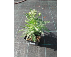 Achillea millefolium ‘Saucy Seduction’