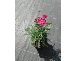 Achillea millefolium ‘Saucy Seduction’