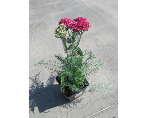 Achillea millefolium ‘Saucy Seduction’