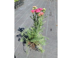 Achillea millefolium ‘Saucy Seduction’