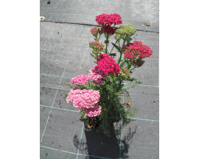 Achillea millefolium ‘Saucy Seduction’