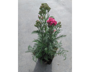 Achillea millefolium ‘Saucy Seduction’