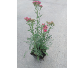 Achillea millefolium ‘Saucy Seduction’