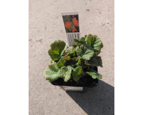 Geum coccineum ‘Borisii’