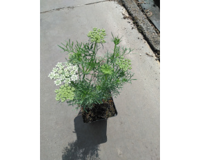 Ammi visnaga