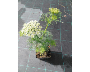 Ammi visnaga