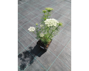 Ammi visnaga