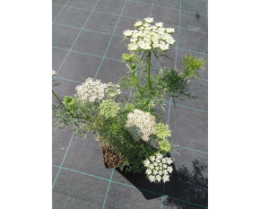 Ammi visnaga
