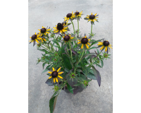 Rudbeckia fulgida ‘Little Goldstar’