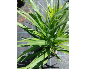 Liatris spicata 'Kobold'