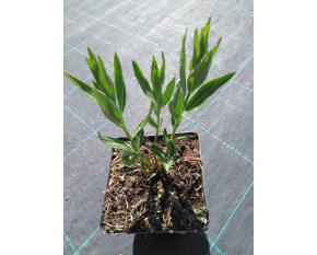 Amsonia ‘Blue Ice’