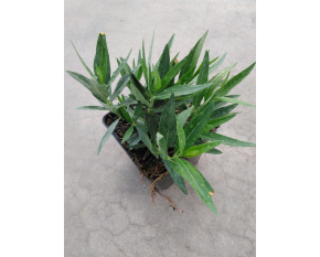Amsonia ‘Blue Ice’