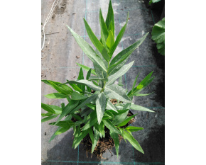 Amsonia ‘Blue Ice’