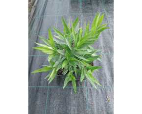 Amsonia ‘Blue Ice’