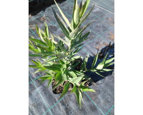 Amsonia ‘Blue Ice’