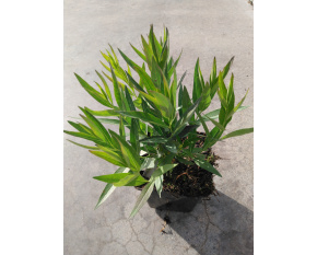 Amsonia ‘Blue Ice’