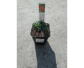 Knautia macedonica ‘Red Knight’