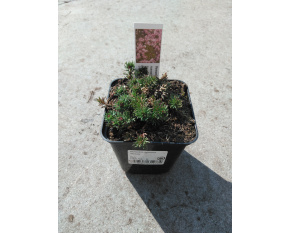 Veronica armena ‘Rosea’