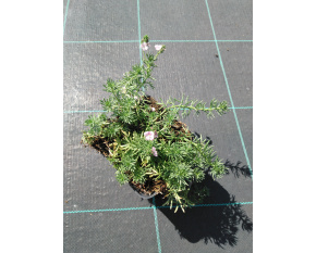 Veronica armena ‘Rosea’