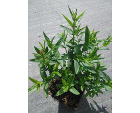 Lythrum salicaria ‘Robert’