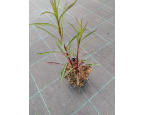 Aster turbinellus