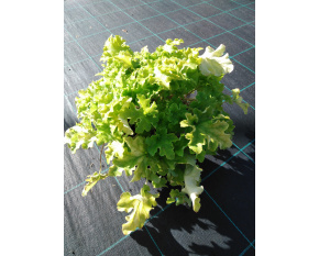 Heuchera ‘Lime Marmalade’